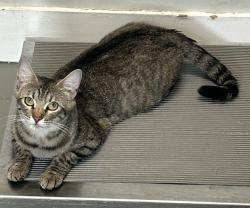 Shelter Stray Female Cat last seen Near E 5600 S, MURRAY CITY, UT, 84121, 511 W 3900 S, Salt Lake City, UT 84123, USA