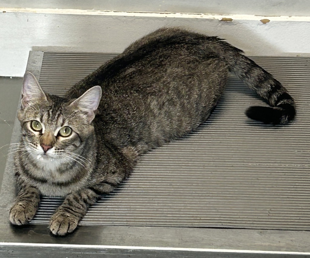Shelter Stray Female Cat last seen Near E 5600 S, MURRAY CITY, UT, 84121, 511 W 3900 S, Salt Lake City, UT 84123, USA
