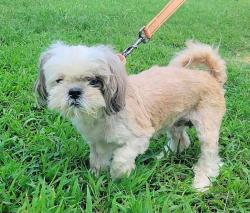 Shelter Stray Female Dog last seen Near Quebec Street, SEVERN, MD, 21144, 411 Maxwell Frye Rd, Millersville, MD 21108, USA