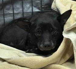 Shelter Stray Male Dog last seen Mount Homes, San Diego, CA, 92117, 5500 Gaines St, San Diego, CA 92110, USA