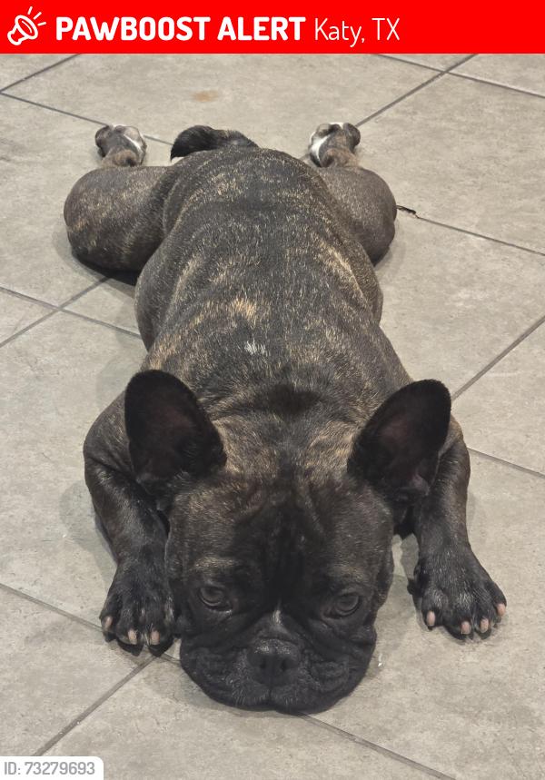 Lost Female Dog last seen Near gosforth dr, katy, tx, Katy, TX 77449