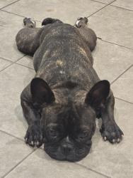 Lost Female Dog last seen Near gosforth dr, katy, tx, Katy, TX 77449