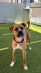 Shelter Stray Male Dog last seen Near Milden Street, La Mesa, CA, 91942, 5500 Gaines St, San Diego, CA 92110, USA