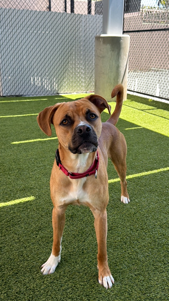 Shelter Stray Male Dog last seen Near Milden Street, La Mesa, CA, 91942, 5500 Gaines St, San Diego, CA 92110, USA