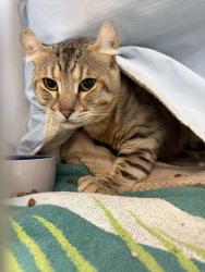 Shelter Stray Male Cat last seen Near Delta Street, San Diego, CA, 92113, 5500 Gaines St, San Diego, CA 92110, USA