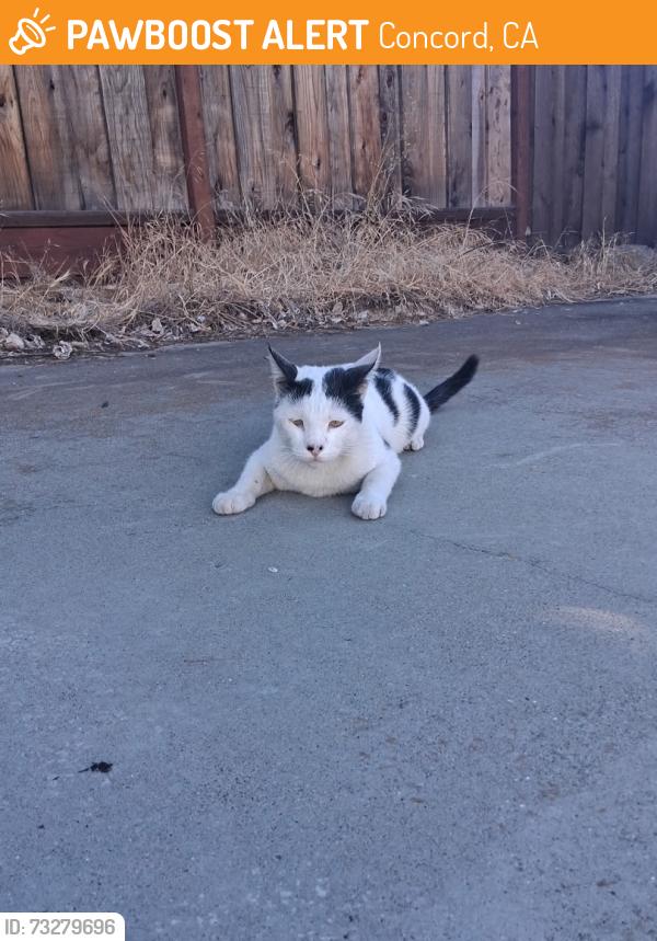 Found/Stray Unknown Cat last seen McKenzie way, Concord, CA 94520