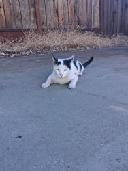 Found/Stray Unknown Cat last seen McKenzie way, Concord, CA 94520