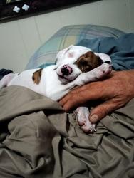 Lost Male Dog last seen Us 19 and Bolton ave, Pasco County, FL 34667