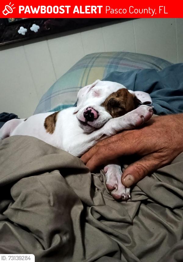 Lost Male Dog last seen Us 19 and Bolton ave, Pasco County, FL 34667