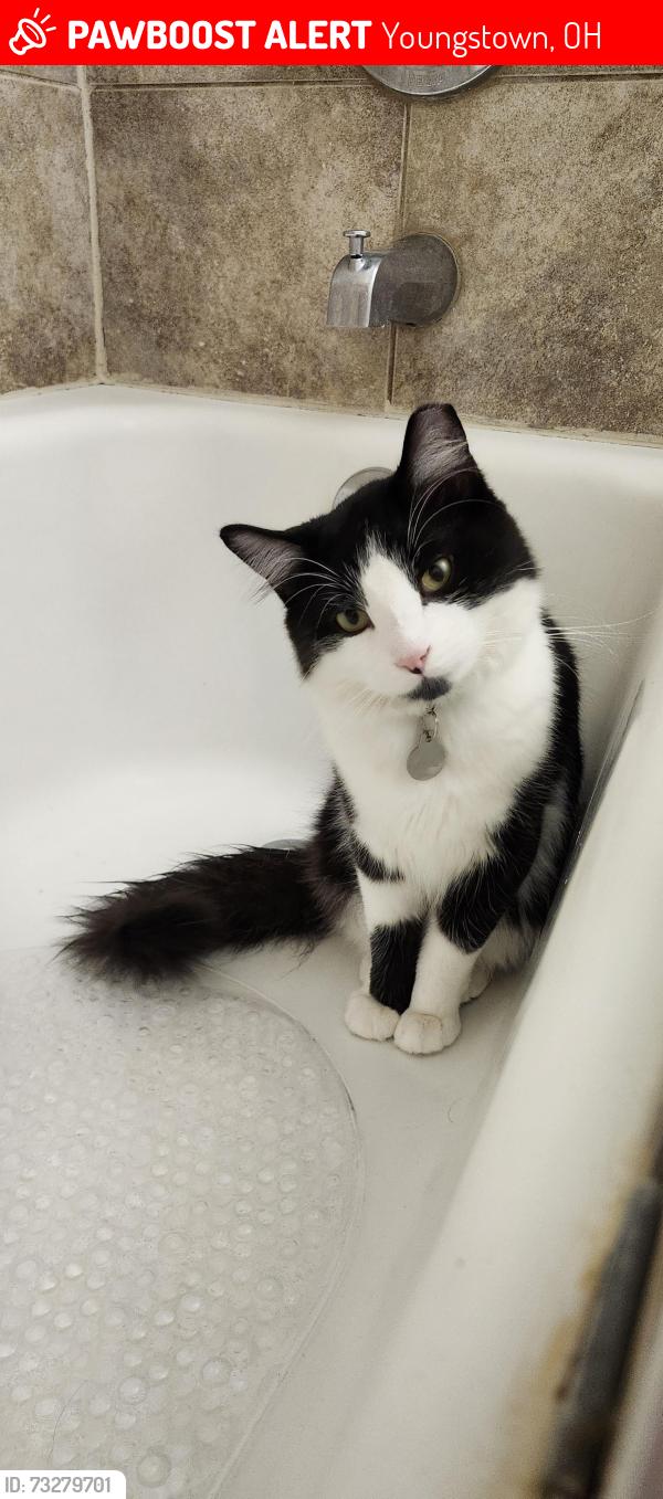 Lost Male Cat last seen Near Clinton st youngstown oh, Youngstown, OH 44506