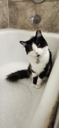Lost Male Cat last seen Near Clinton st youngstown oh, Youngstown, OH 44506