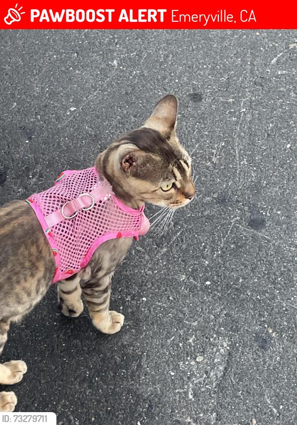 Lost Unknown Cat last seen Emeryville, Emeryville, CA 94608