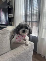 Reunited Female Dog last seen Howard lane, Pflugerville, TX 78660