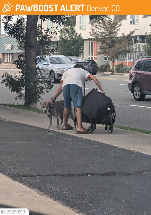 Found/Stray Unknown Dog last seen McDonalds at Evans and Colorado, Denver, CO 80210