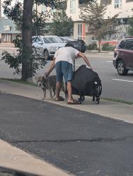 Found/Stray Unknown Dog last seen McDonalds at Evans and Colorado, Denver, CO 80210