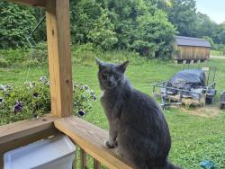 Lost Male Cat last seen Wolfcreek and slaterun, Proctorville, OH 45669