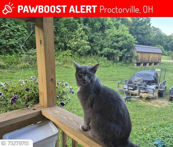 Lost Male Cat last seen Wolfcreek and slaterun, Proctorville, OH 45669