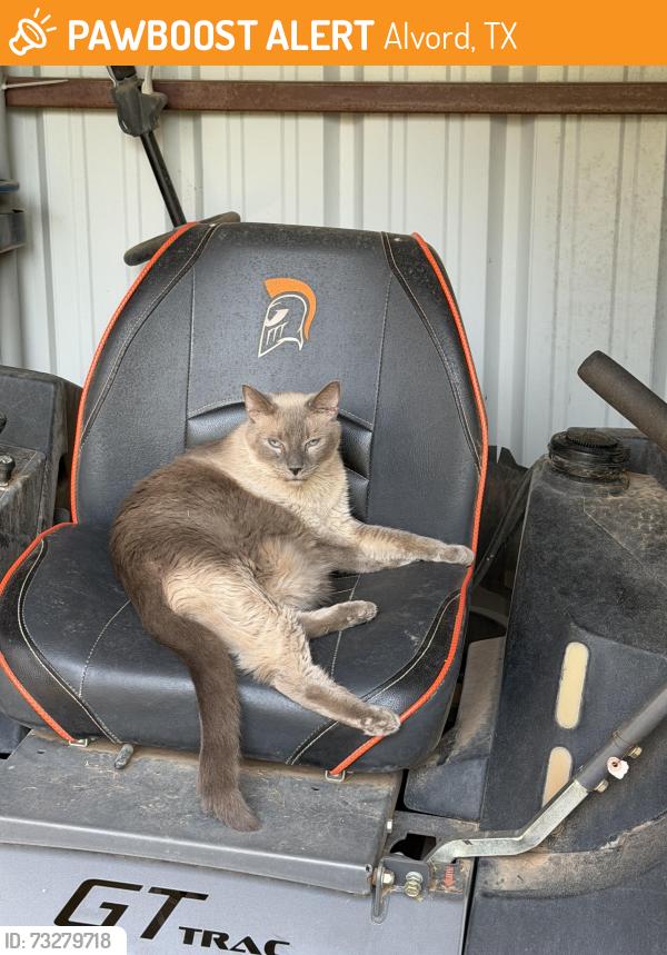 Found/Stray Female Cat last seen Alvord, Alvord, TX 76225
