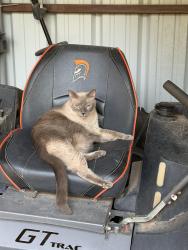 Found/Stray Female Cat last seen Alvord, Alvord, TX 76225
