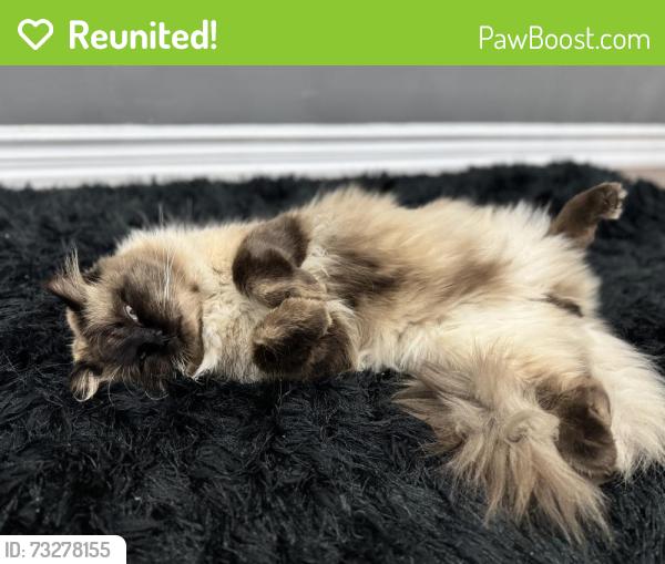 Reunited Male Cat last seen Creditview Rd and Britannia Rd W, Mississauga, ON L5N 4P8
