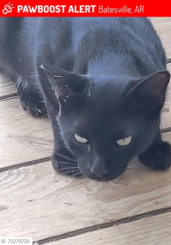 Lost Male Cat last seen Anywhere in Batesville, Batesville, AR 72501