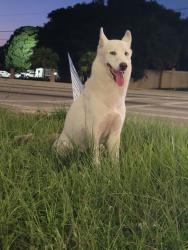 Found/Stray Female Dog last seen NW 47th Ave and NW 199th St, Miami-Dade County, FL 33055