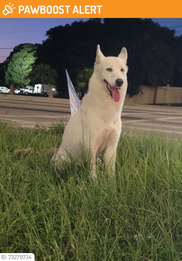 Found/Stray Female Dog last seen NW 47th Ave and NW 199th St, Miami-Dade County, FL 33055