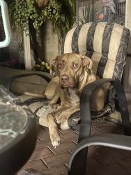Lost Female Dog last seen Armadale, Armadale, WA 6112