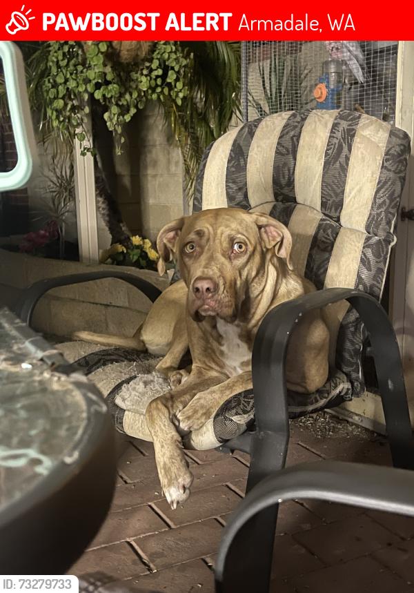 Lost Female Dog last seen Armadale, Armadale, WA 6112