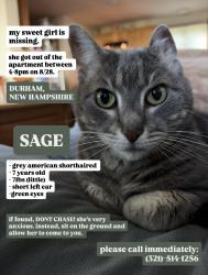 Lost Female Cat last seen Just outside UNH, Durham, NH 03824