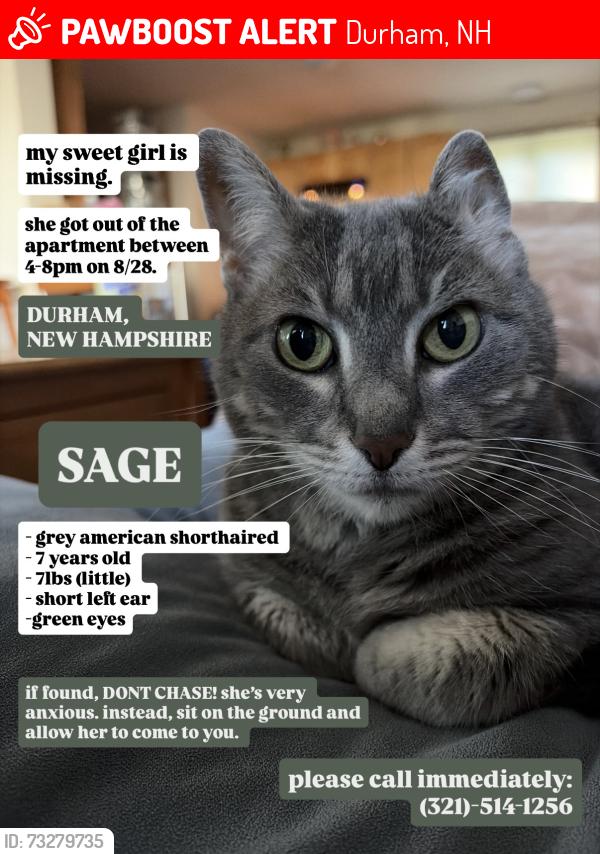 Lost Female Cat last seen Just outside UNH, Durham, NH 03824