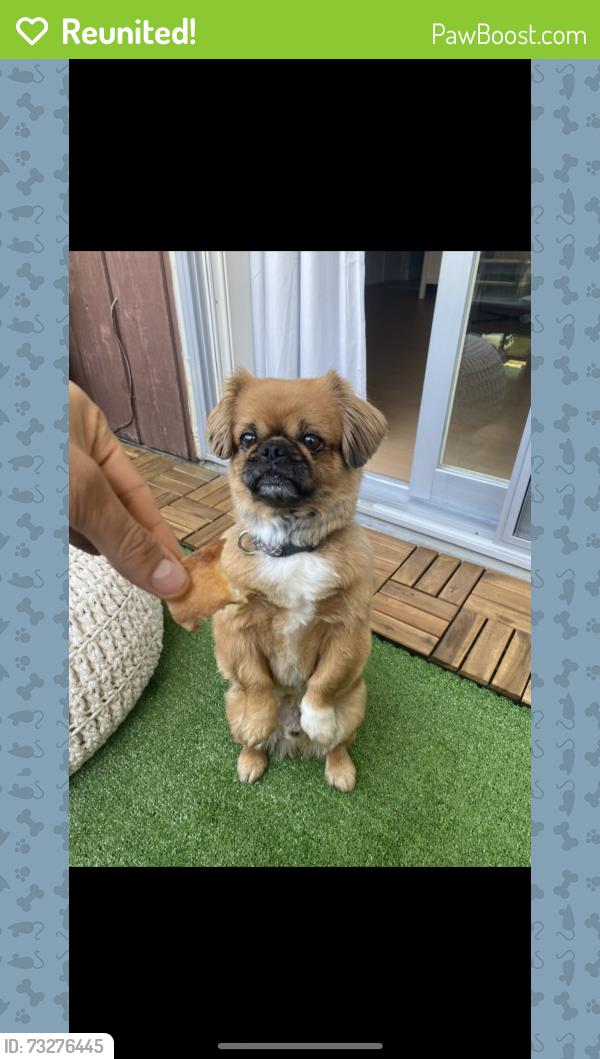 Reunited Male Dog last seen Near county road 46 maidstone, Lakeshore, ON N0R 1K0