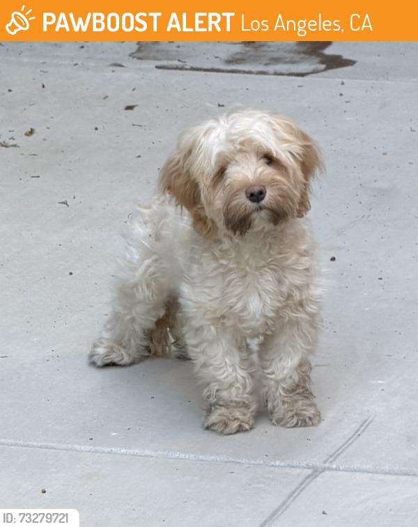 Found/Stray Male Dog last seen Manning/Cushdon, Los Angeles, CA 90064
