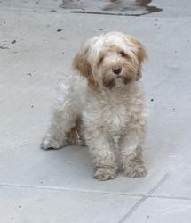 Found/Stray Male Dog last seen Manning/Cushdon, Los Angeles, CA 90064