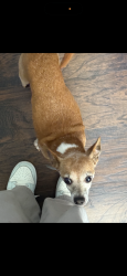 Reunited Male Dog last seen Mitchell rd norcross ga, Norcross, GA 30071