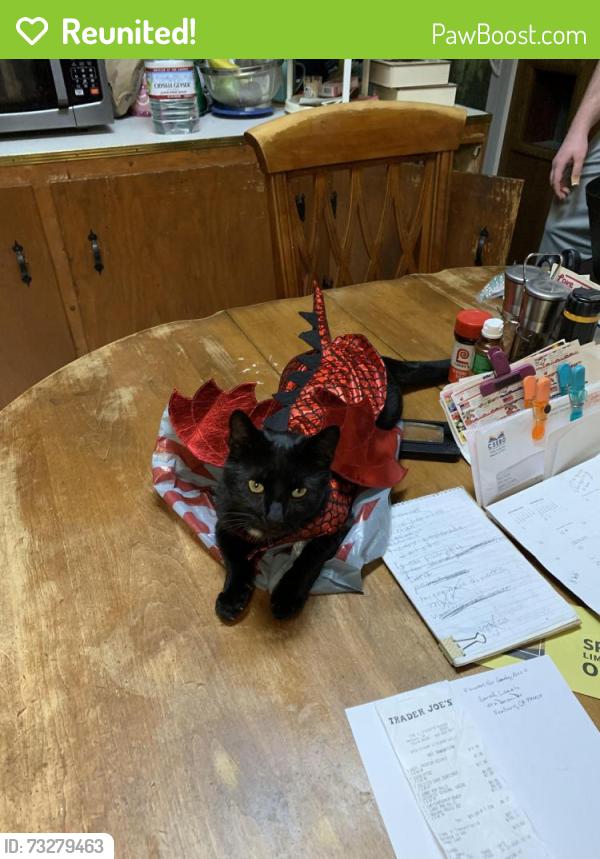 Reunited Male Cat last seen Flower St and Dean Dr in Ventura, Ventura, CA 93003