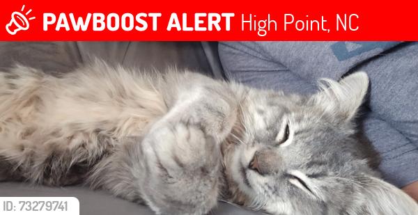 Lost Male Cat last seen West Market St, High Point, NC 27260