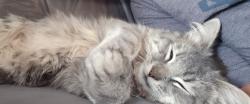 Lost Male Cat last seen West Market St, High Point, NC 27260