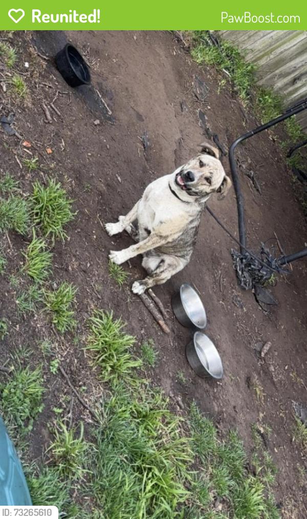 Reunited Female Dog last seen Rick’s automotive, Cleburne, TX 76031