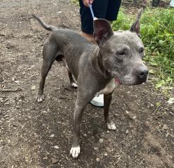 Found/Stray Male Dog last seen 6th st, prospect park nj, Paterson, NJ 07503