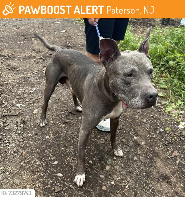 Found/Stray Male Dog last seen 6th st, prospect park nj, Paterson, NJ 07503