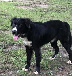 Found/Stray Male Dog last seen Arden Asheville nc, Landrum, SC 29356