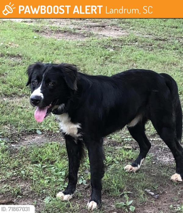 Found/Stray Male Dog last seen Arden Asheville nc, Landrum, SC 29356