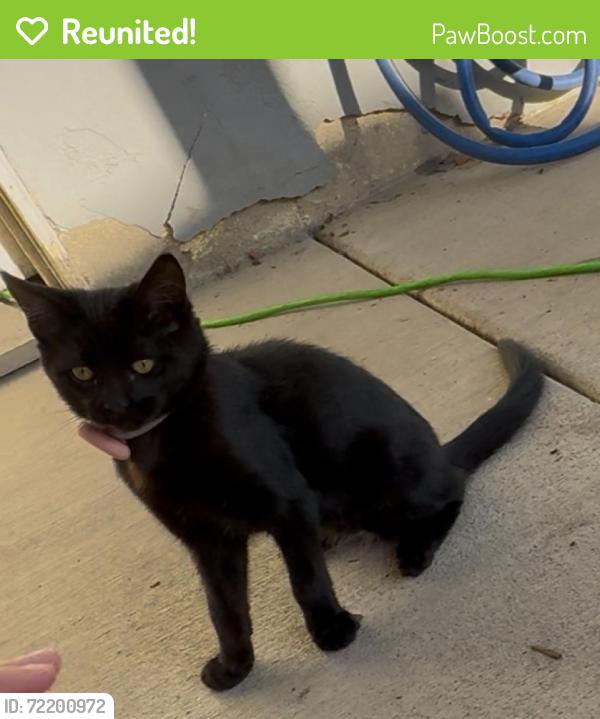 Reunited Female Cat last seen main street and lemon grove avenue, Lemon Grove, CA 91945