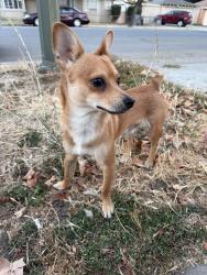 Found/Stray Male Dog last seen 21st and Washington st, San Jose, CA 95112