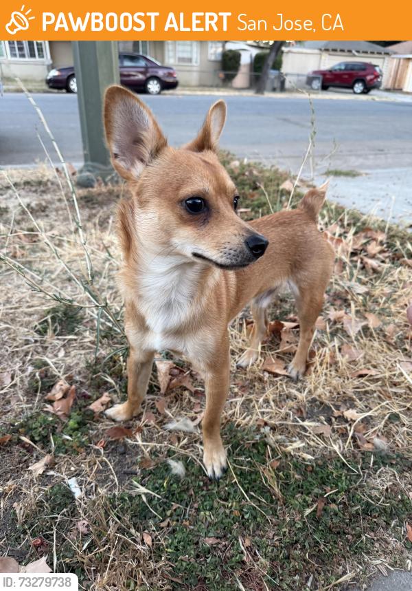 Found/Stray Male Dog last seen 21st and Washington st, San Jose, CA 95112