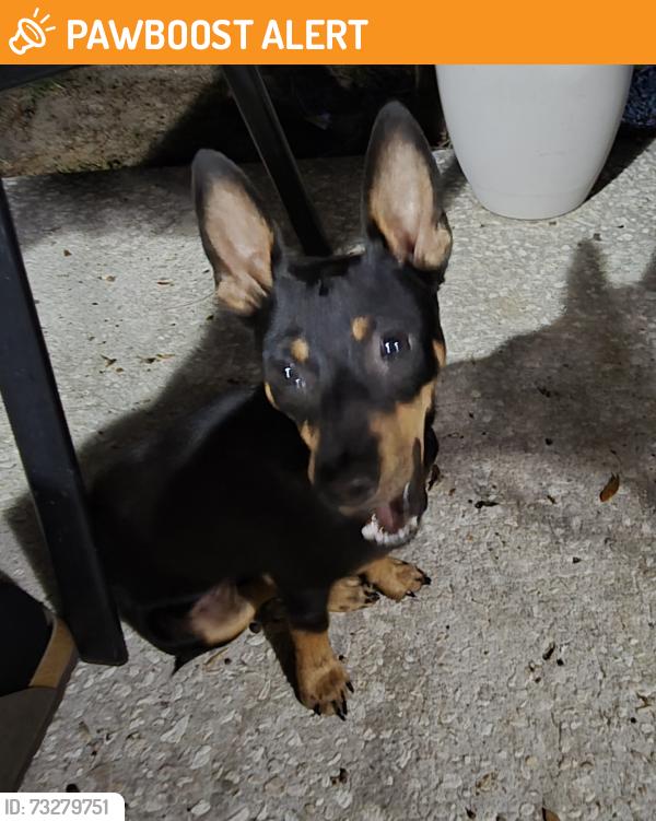 Found/Stray Male Dog last seen Mlk and dover rd, Seffner Community Alliance, FL 33584