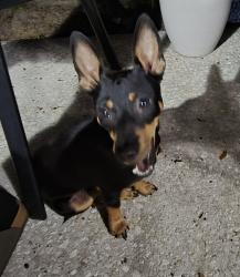 Found/Stray Male Dog last seen Mlk and dover rd, Seffner Community Alliance, FL 33584