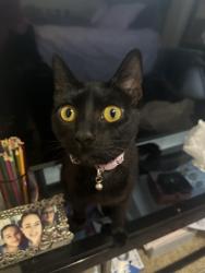 Lost Female Cat last seen Charles, Logan middle school, Logan high school, boys and girls club, La Crosse, WI 54603