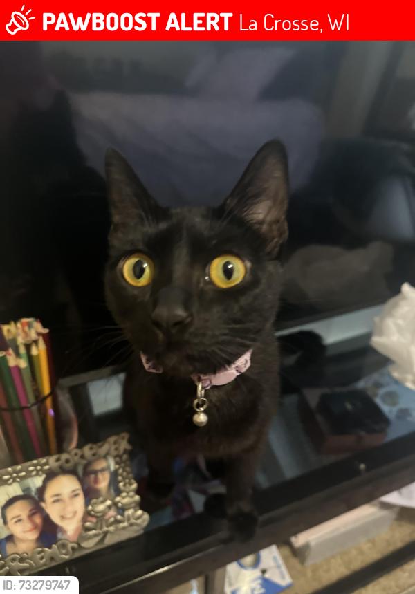Lost Female Cat last seen Charles, Logan middle school, Logan high school, boys and girls club, La Crosse, WI 54603